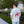 A man wearing a white t-shirt with a red graphic of a cowboy on a horse and the text 'NOTIN' PLAIN ABOUT IT' on the back, standing outdoors on Texas Tech Campus